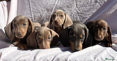 Miniature Dachshund dogs - Advert 16