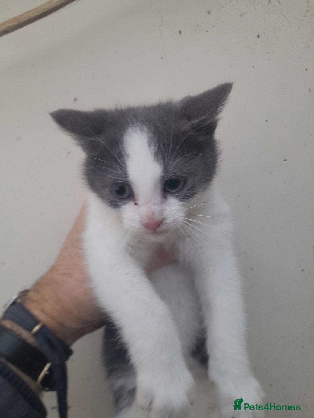 Manx cats for sale: Manx tailless kittens - Advert 5