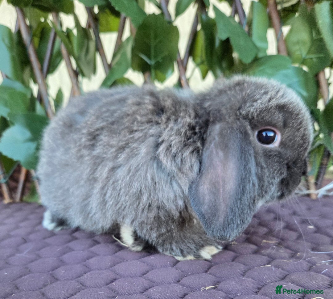 Mini Lop rabbits for sale: Pure mini lop babies  - Advert 12