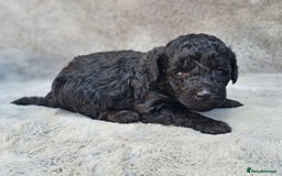 Miniature Poodle dogs for sale: 🐾 Hypoallergenic Mini Poodle Puppies 🐾 - Image 9