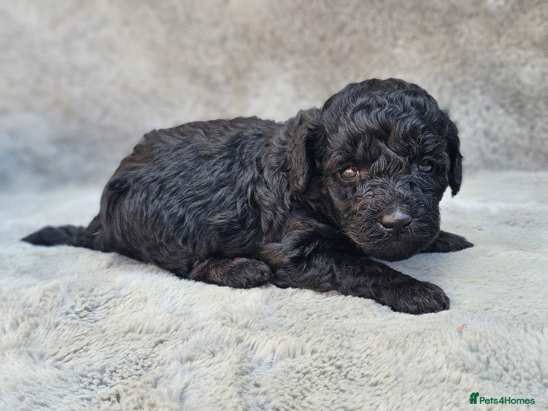 Miniature Poodle dogs for sale: 🐾 Hypoallergenic Mini Poodle Puppies 🐾 - Image 9