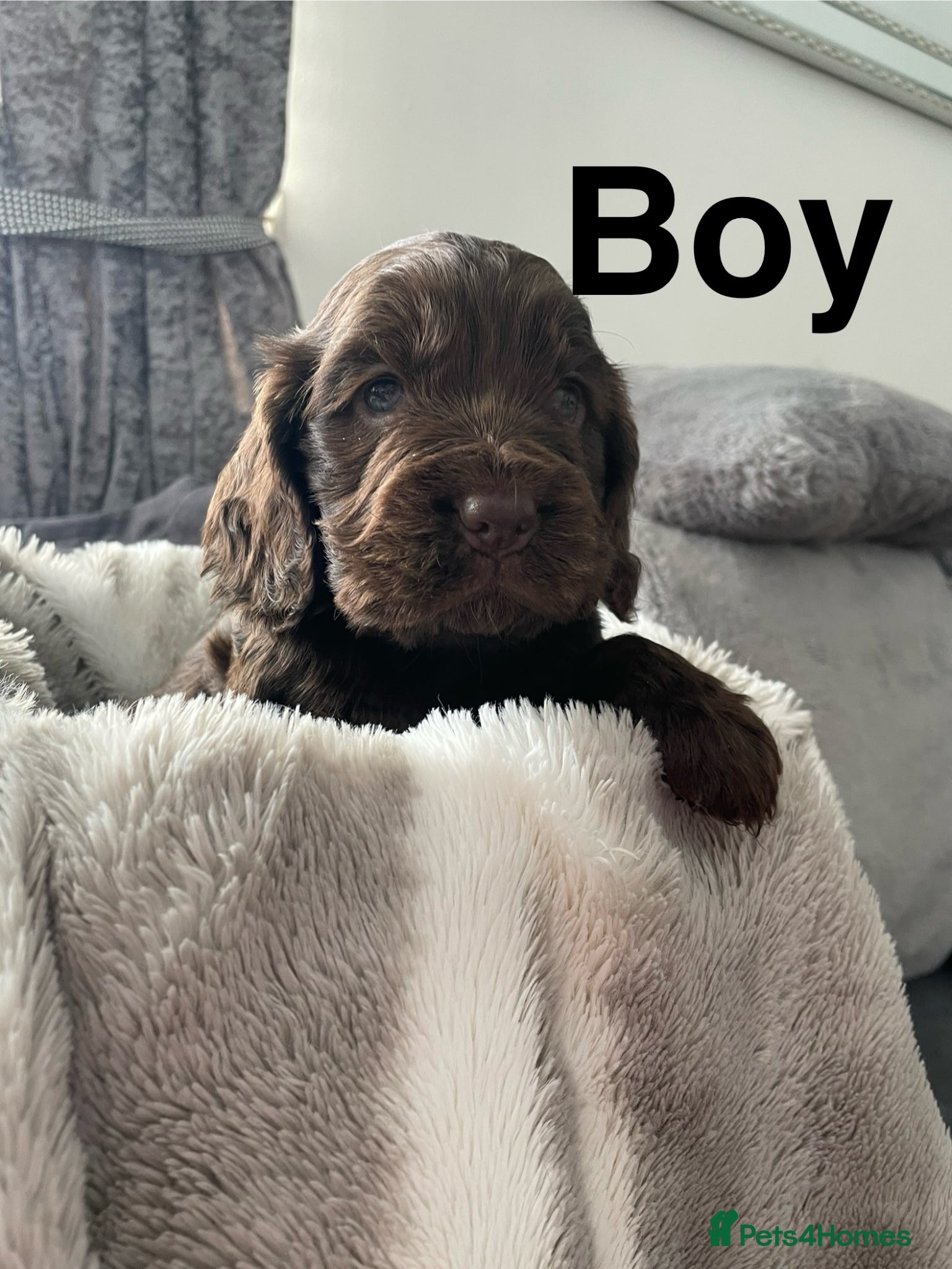 Cocker Spaniel dogs Stunning show cocker spaniel puppy’s  - Advert 1