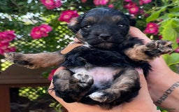 Jackapoo dogs for sale: JACKAPOO PUPPIES  in Saint Austell - Image 3