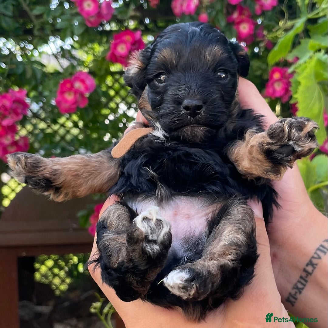 Jackapoo dogs for sale: JACKAPOO PUPPIES  in Saint Austell - Image 3