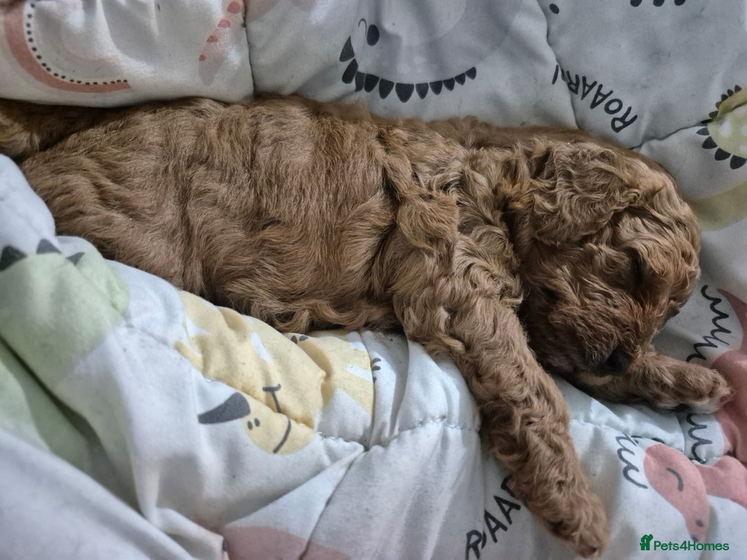 Cavapoo dogs for sale: Beautiful red cavapoo babies - Image 5