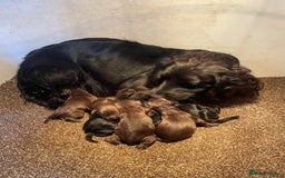 Cocker Spaniel dogs for sale: Cocker Spaniel Pups - Image 2