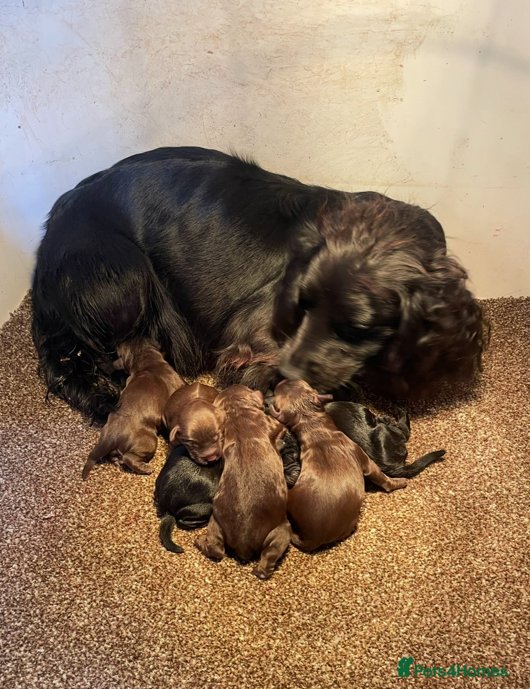 Cocker Spaniel dogs for sale: Cocker Spaniel Pups - Image 2