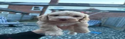 Cockapoo dogs for sale: Toy cockapoo in Nottingham - Advert 14