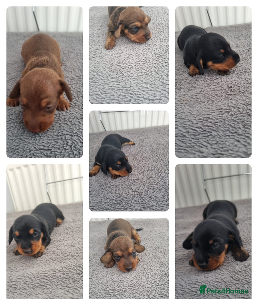 Miniature Dachshund dogs for sale: Minature dashshunds 2 boys 2 girls left - Image 11