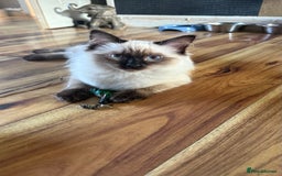 Ragdoll cats for sale: Ragdoll kitten - Image 1