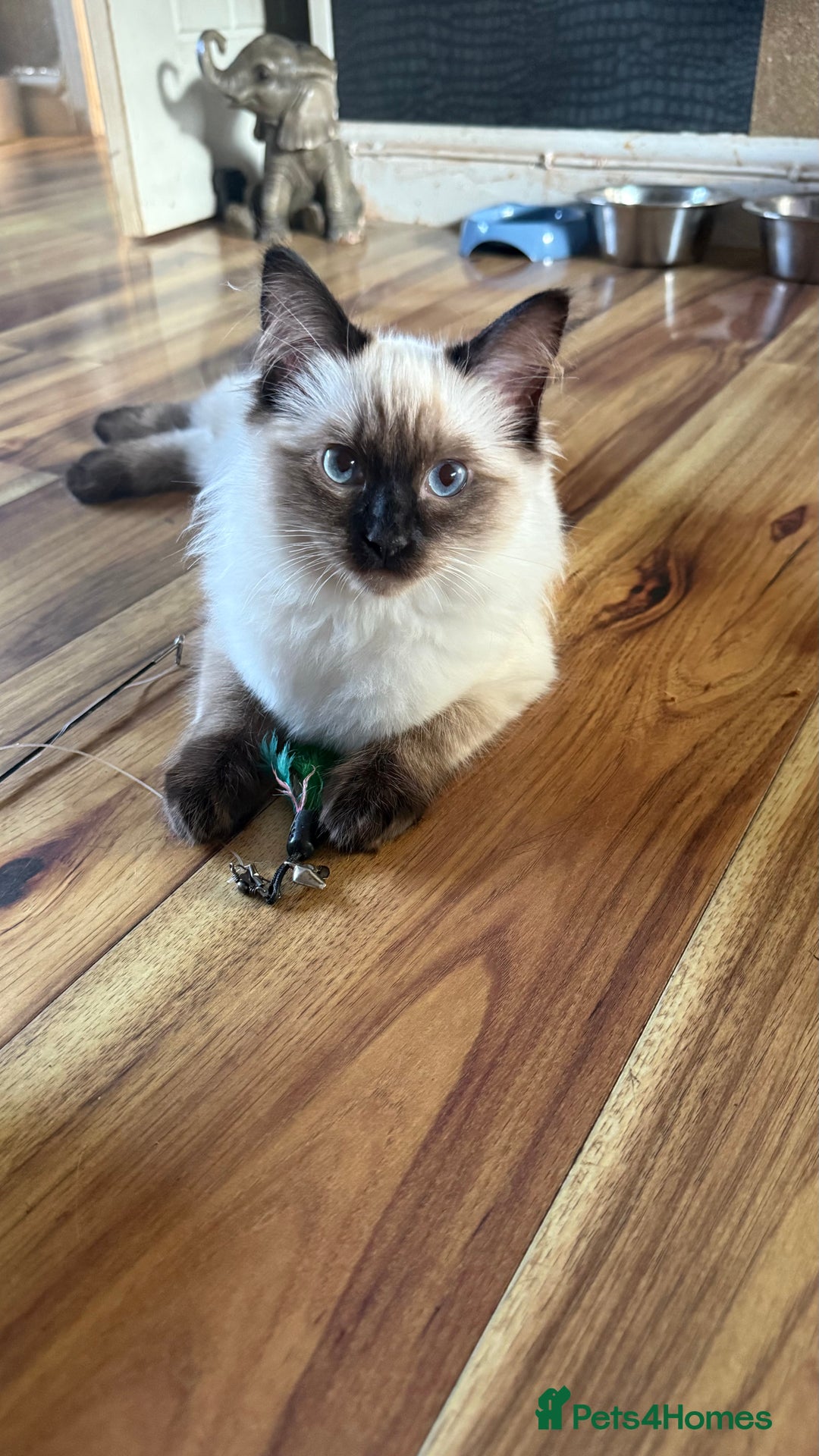 Ragdoll cats for sale: Ragdoll kitten - Image 1