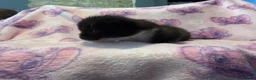 Mixed Breed cats for sale: Frankie’s Kittens Ready 20th August - Advert 29