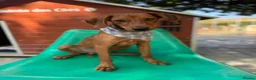 Mixed Breed dogs for adoption: Super Scout in Fleet - Advert 5