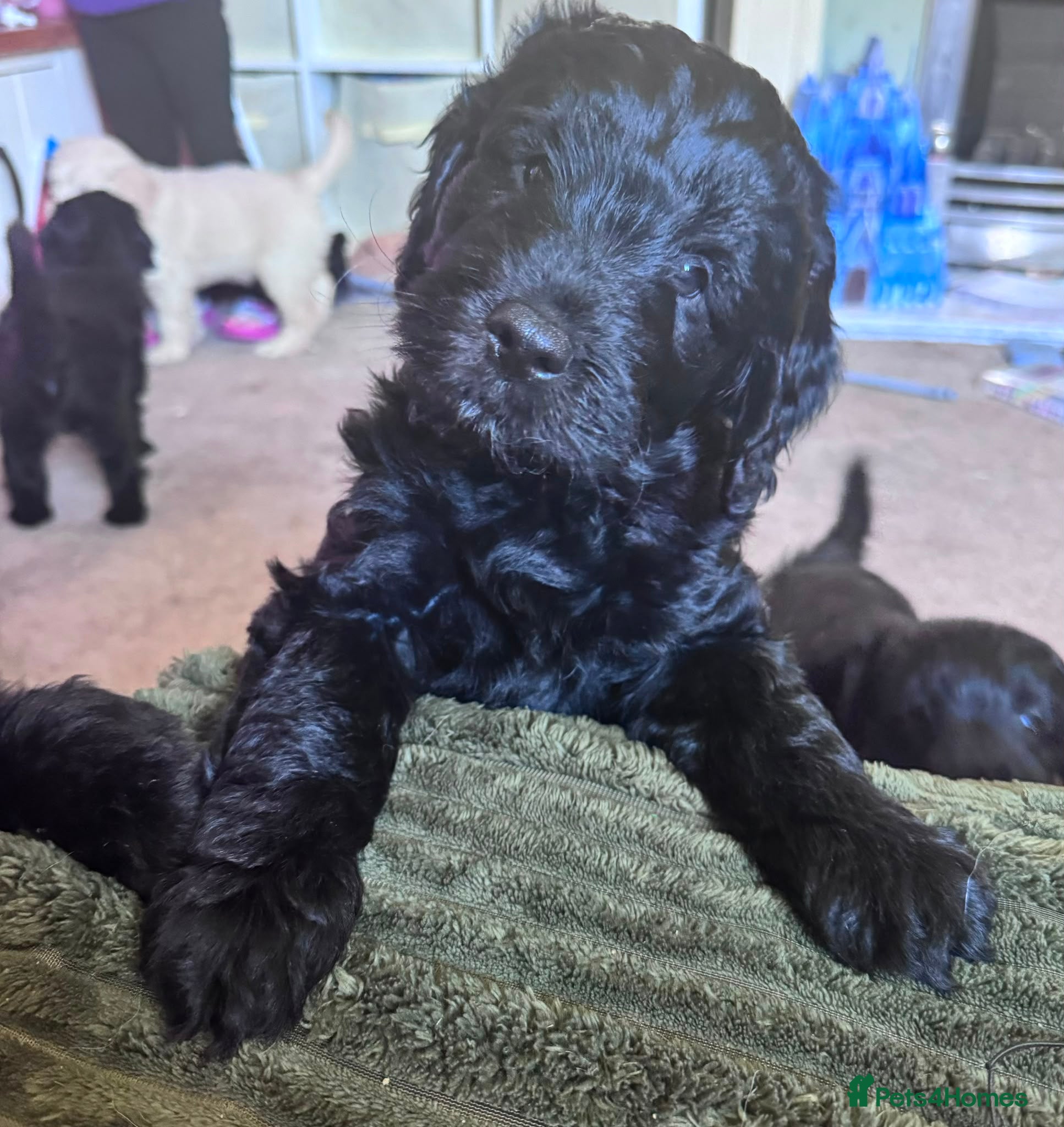 Mini Goldendoodle dogs F1 Miniature Goldendoodles   - Advert 1