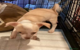 Chihuahua dogs for sale: Chihuahua babies ready now - Image 13