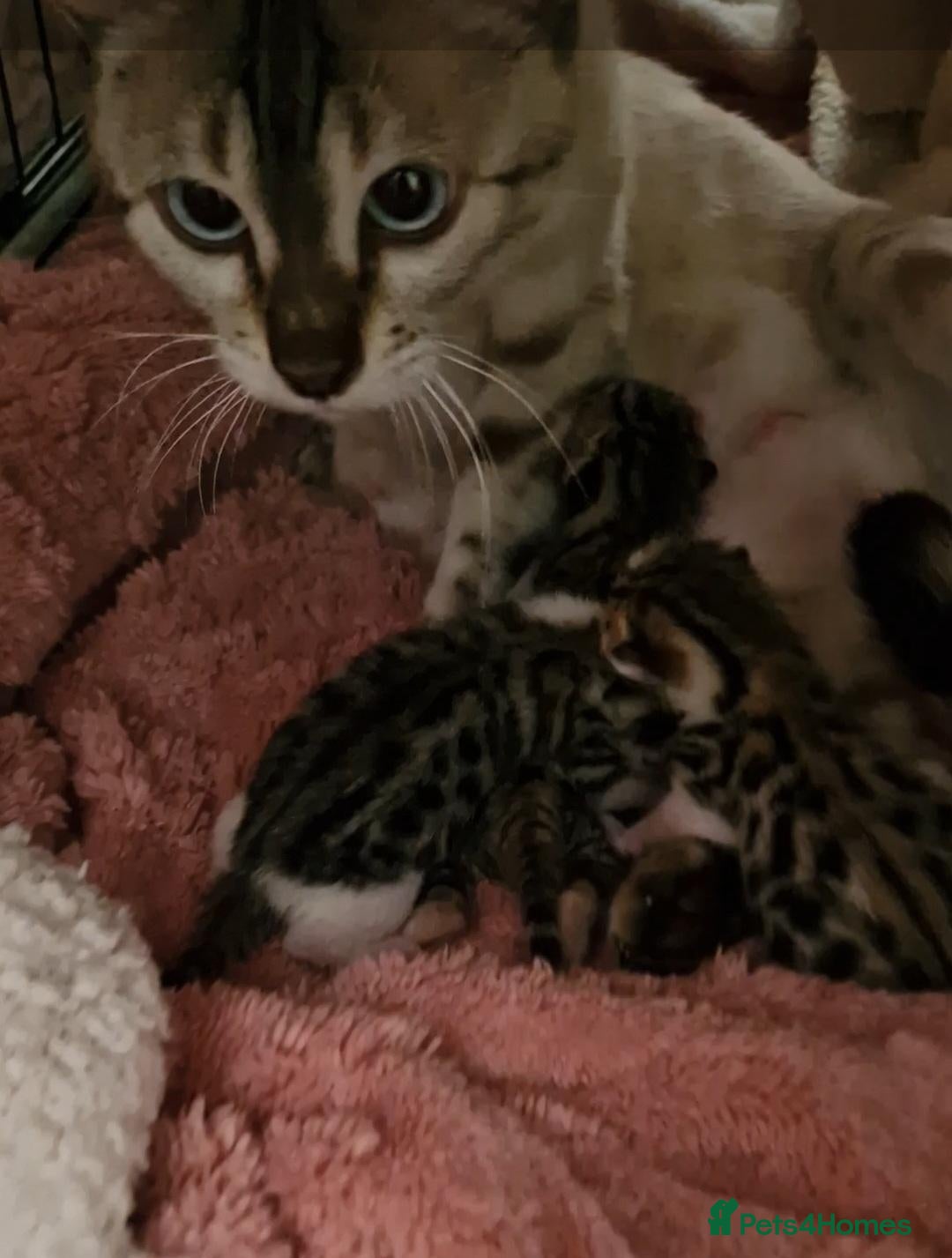 Mixed Breed cats 3 half bengal kittens - Advert 5
