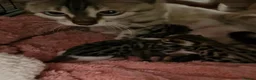 Mixed Breed cats for sale: 3 half bengal kittens - Advert 2