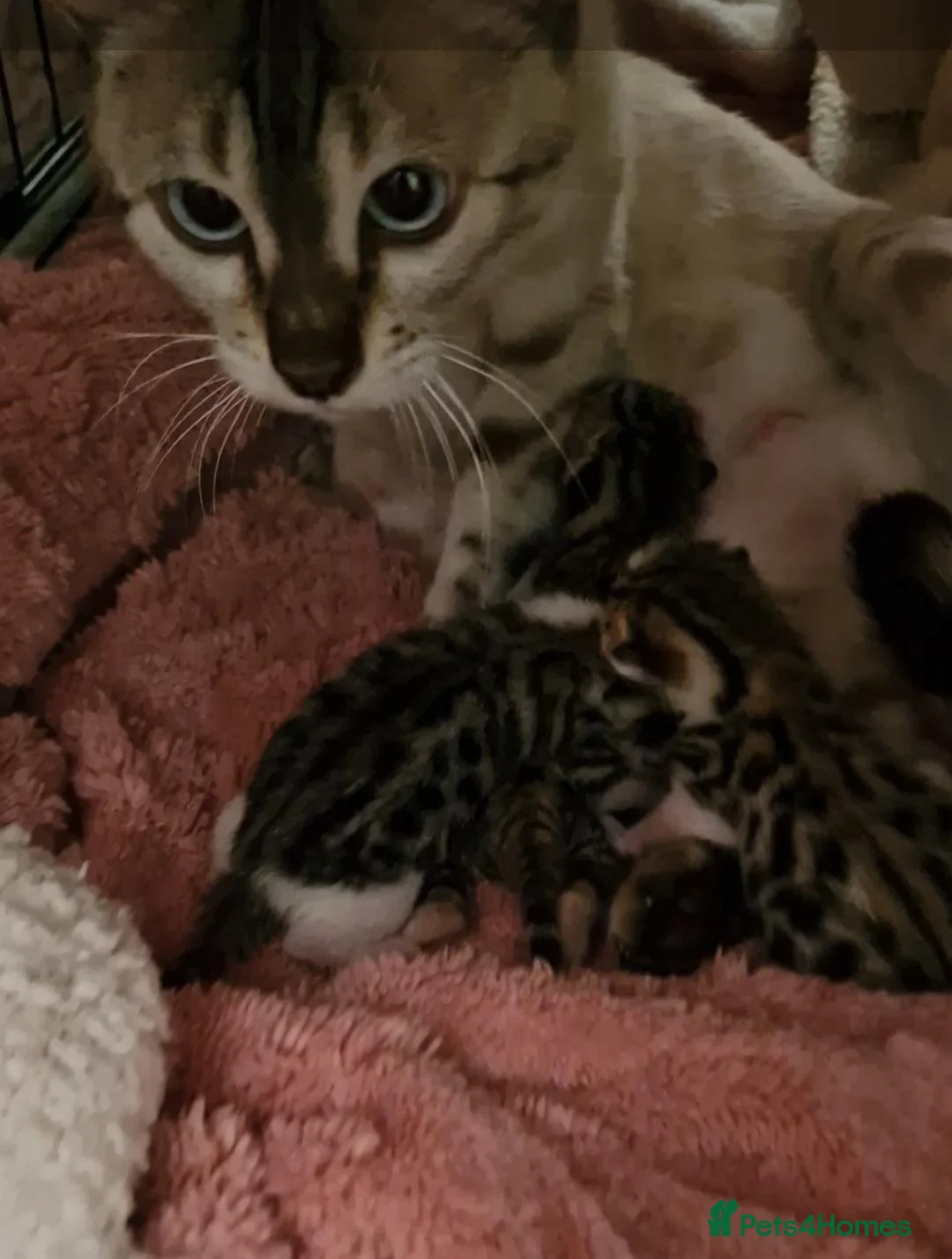 Mixed Breed cats for sale: 3 half bengal kittens - Advert 2