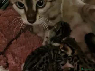 Mixed Breed cats 3 half bengal kittens - Advert 5