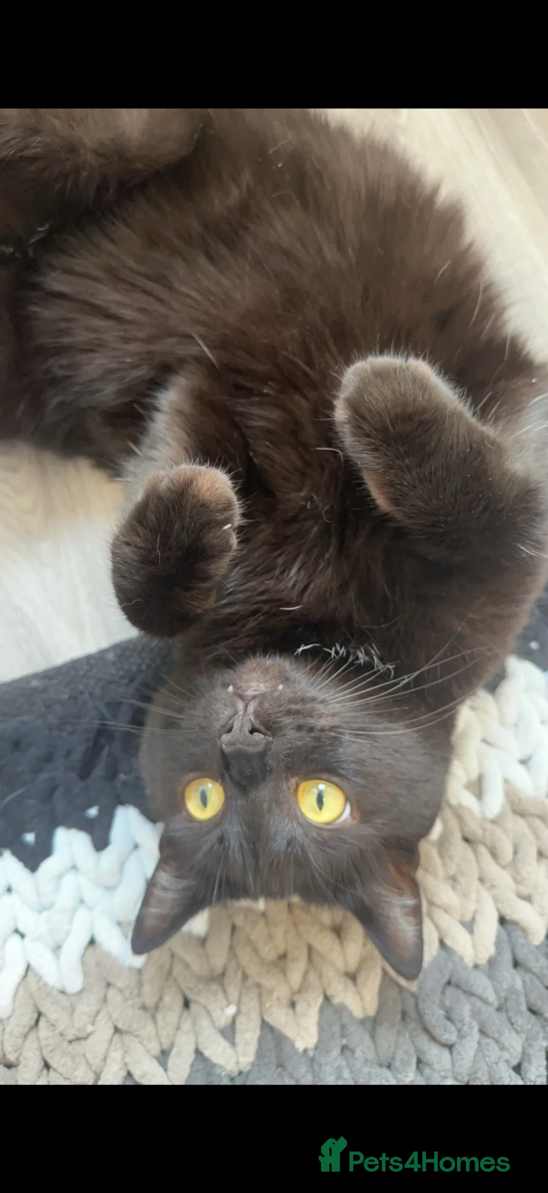 Mixed Breed cats for sale: Merlin in Wigan - Advert 1
