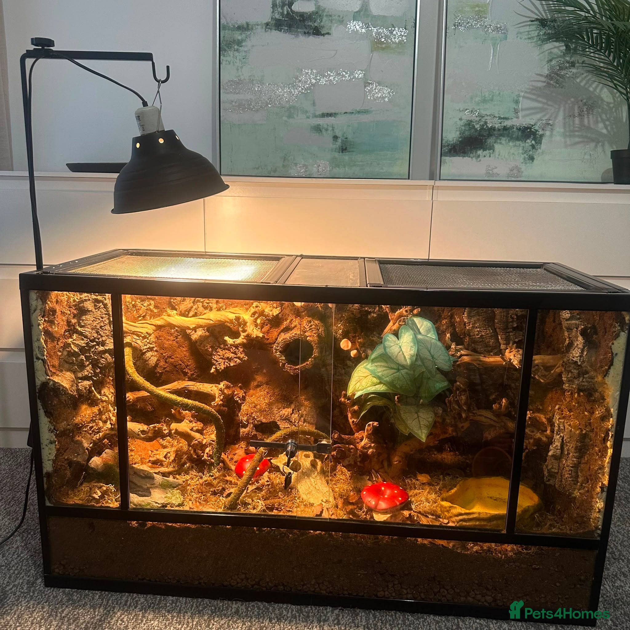 Frog reptiles 3ft Terrarium Setup - Advert 15