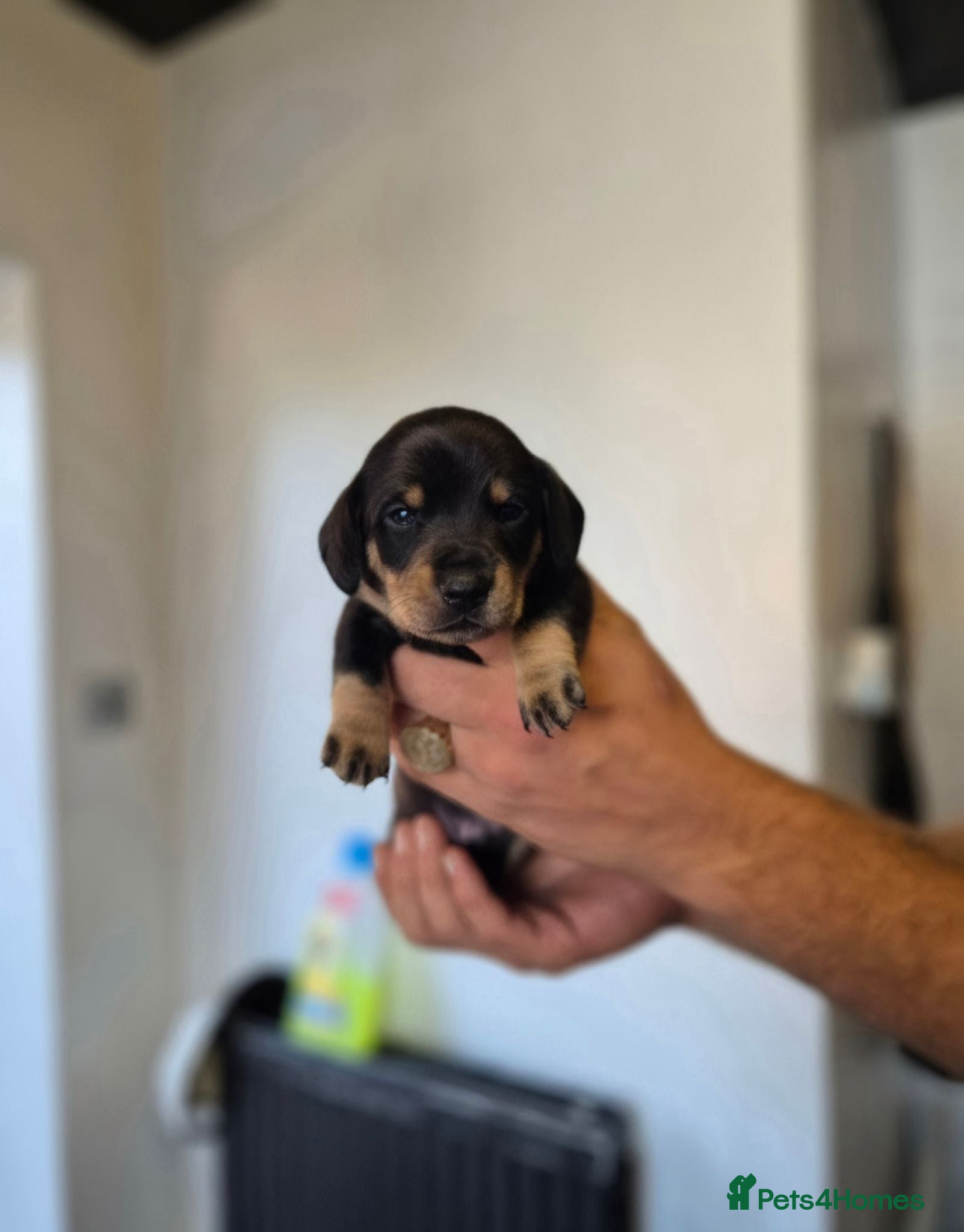 Miniature Dachshund dogs Beautiful miniature dachshunds for sale  - Advert 1