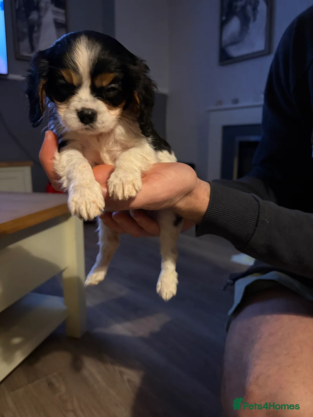Cavalier King Charles Spaniel dogs for sale: Cavalier King Charles  - Advert 5