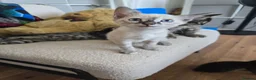 Bengal cats for sale: Bengal cross kittens - Advert 15