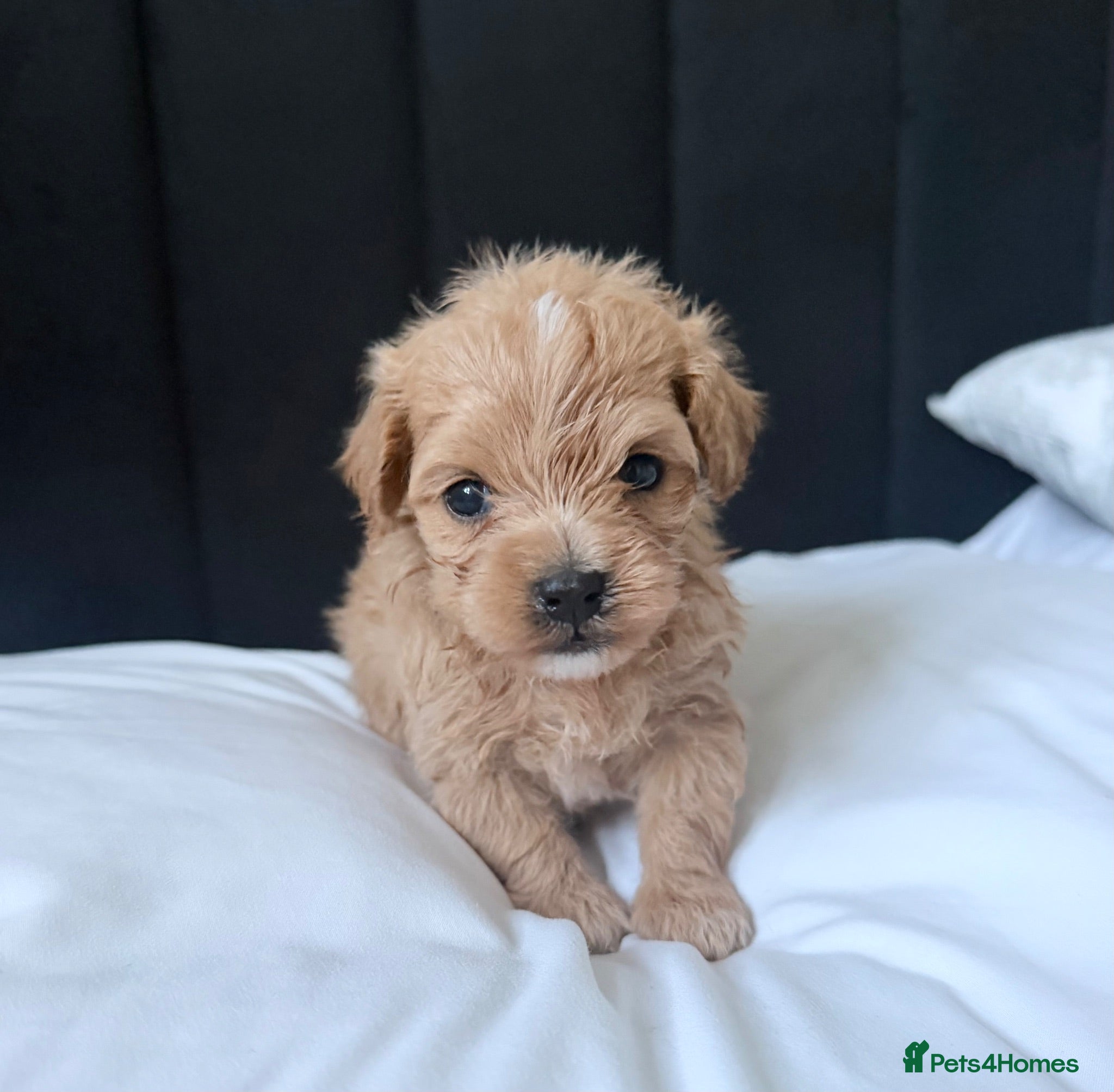 Maltipoo dogs Handsome Borris For Sale 🤍 - Advert 1