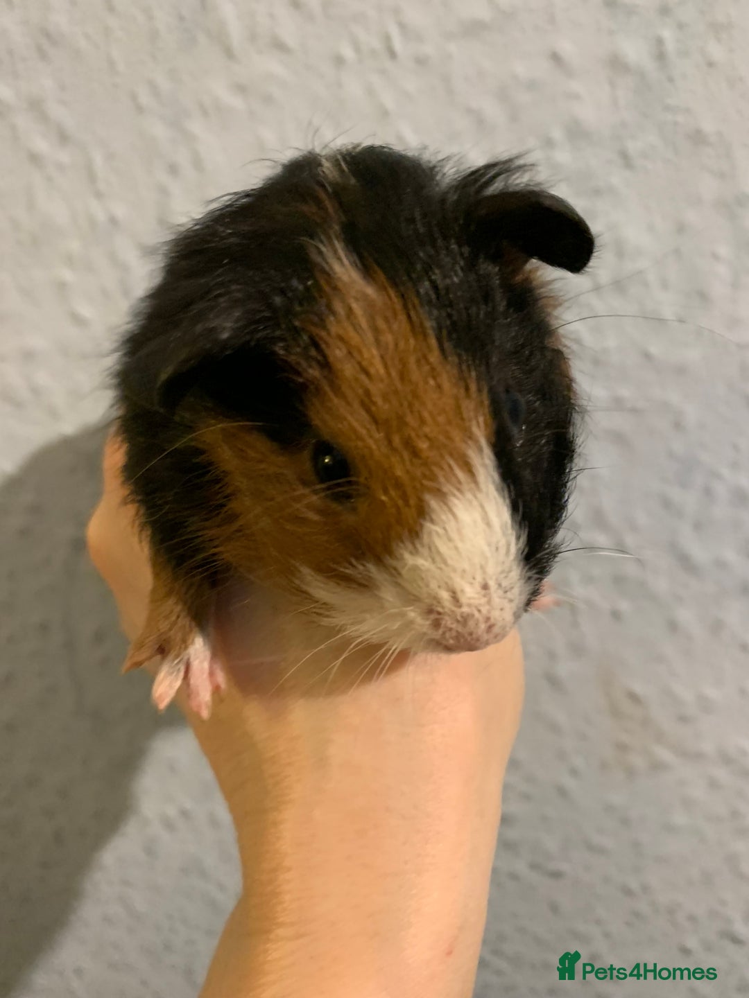 Guinea Pig rodents for sale: Skinny pigs and Skinny Pig Carriers - Advert 11