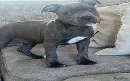 Staffordshire Bull Terrier dogs for sale: Blue staffie girl - Image 2
