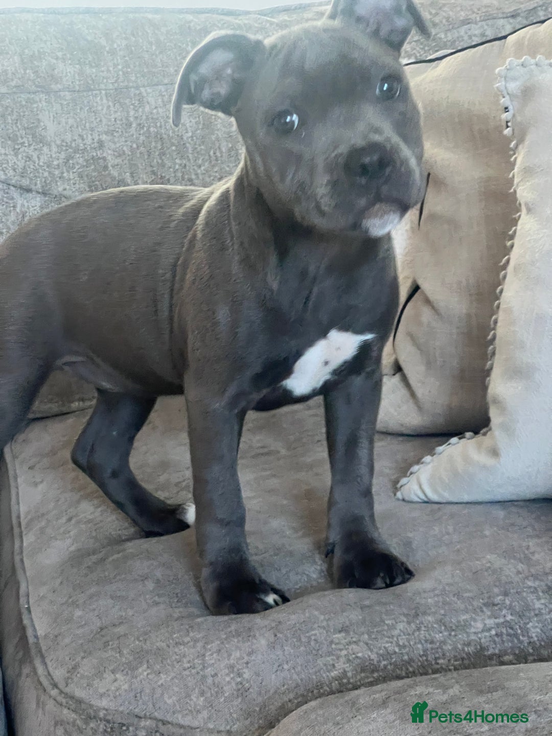 Staffordshire Bull Terrier dogs for sale: Blue staffie girl - Image 2