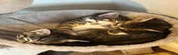 Mixed Breed cats for sale: Gorgeous half Siberian kittens - Advert 3