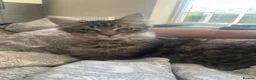 Mixed Breed cats for sale: Beautiful Maine Coon Mix Kittens  - Advert 3