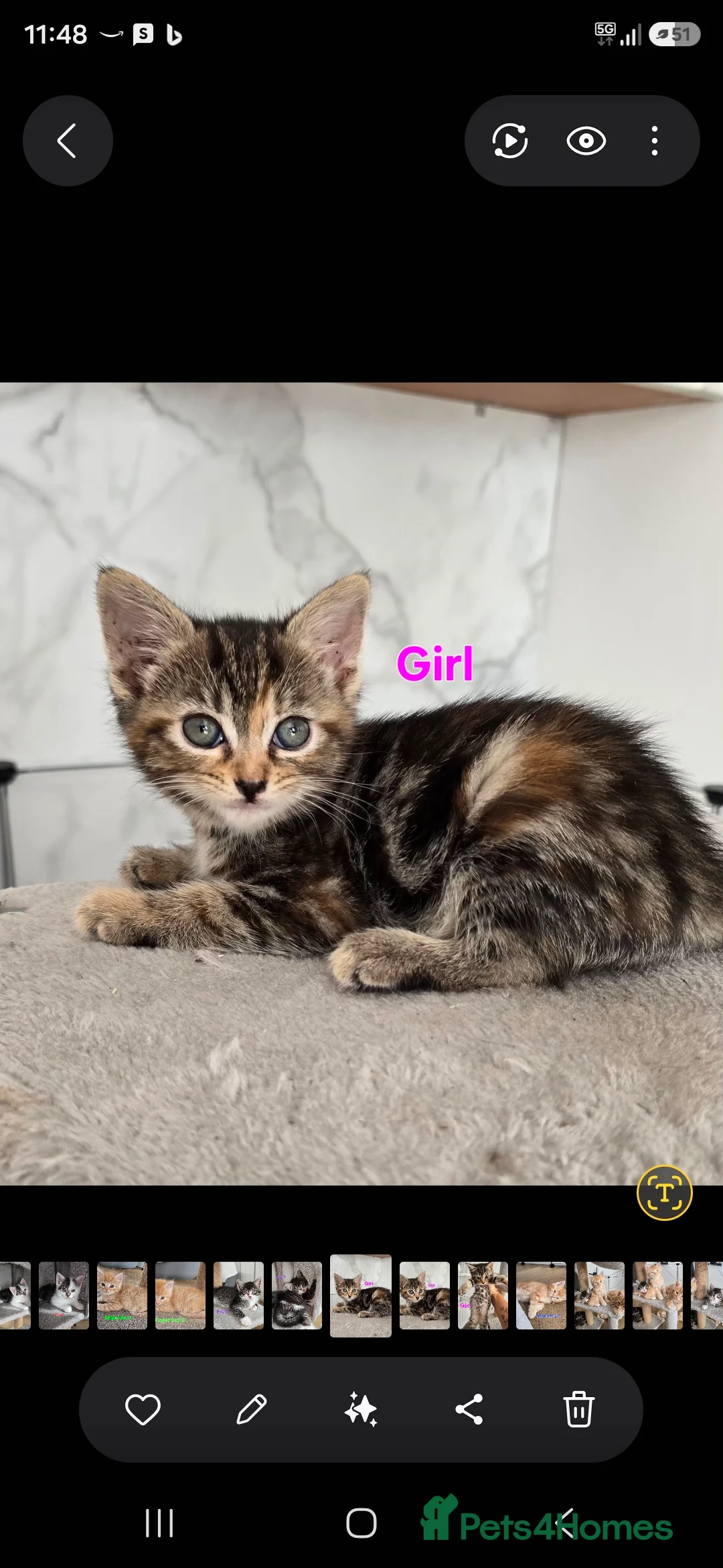 Mixed Breed cats for sale: Beautiful kittens - Advert 2