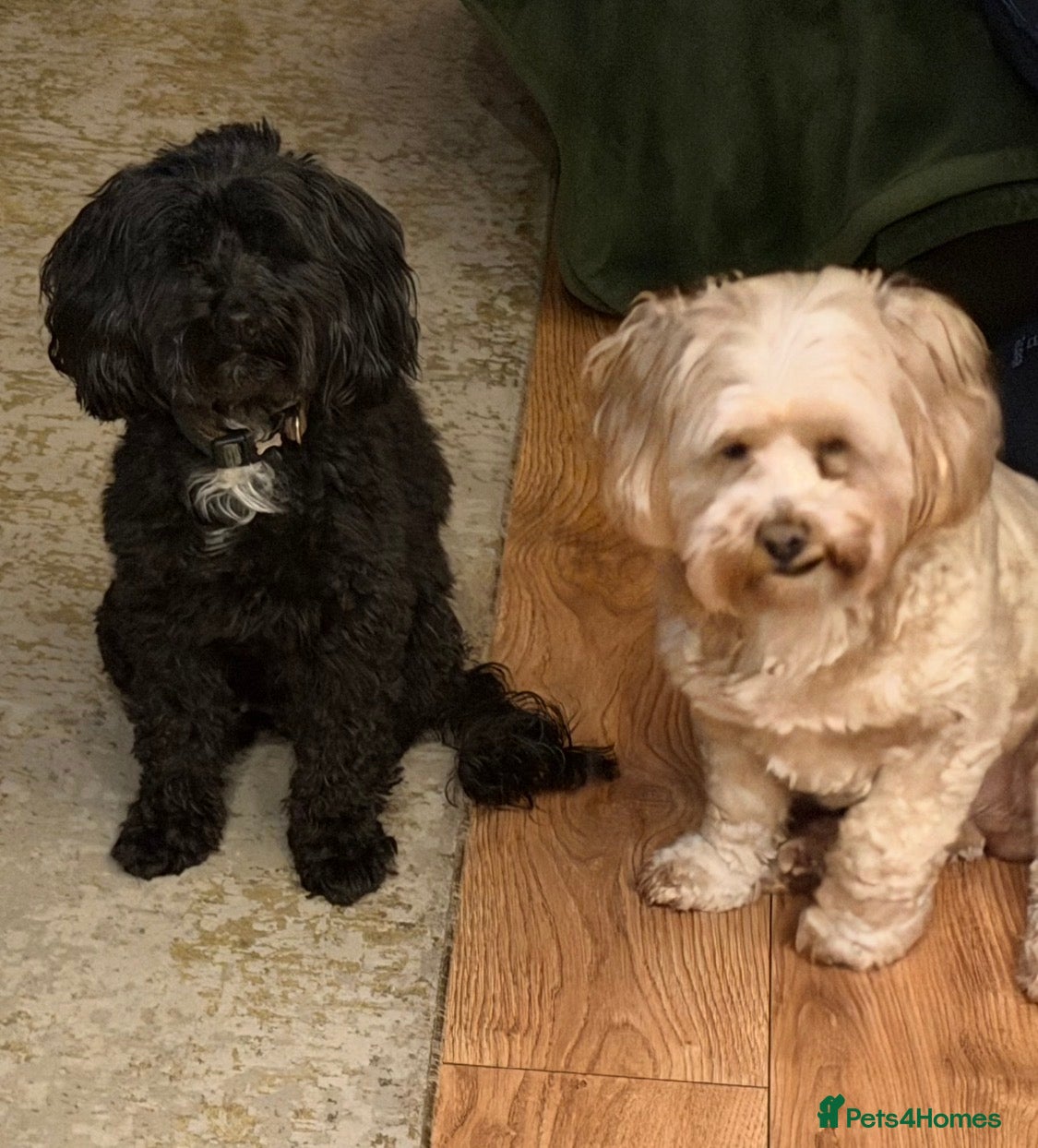 Shihpoo dogs for sale: Three Gorgeous Shihpoo Puppies 🐶🐶🐶🐾🐾🐾❤️❤️❤️ - Advert 1