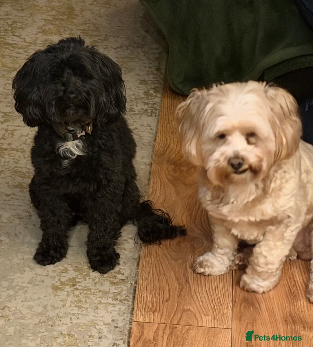Shihpoo dogs for sale: Three Gorgeous Shihpoo Puppies 🐶🐶🐶🐾🐾🐾❤️❤️❤️ - Advert 1