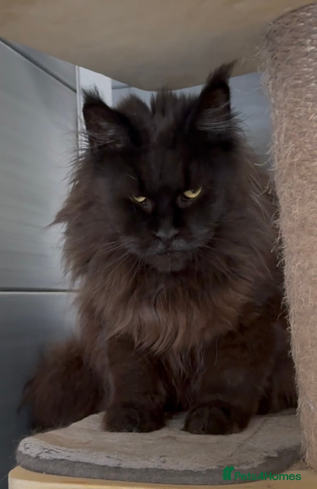 Maine Coon cats for sale: XL maine coon kittens Russia bloodlines Ready Now - Image 5