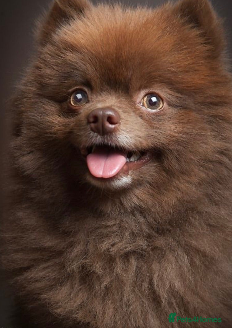 Pomeranian dogs BEAUTIFUL POMERANIAN PUPPIES - Advert 2