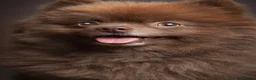 Pomeranian dogs for sale: BEAUTIFUL POMERANIAN PUPPIES - Advert 8