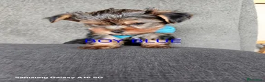 Yorkshire Terrier Puppy 3