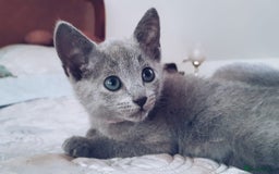 Russian Blue cats for sale: Stunning Pedigree Russian Blue kittens  in Coventry - Image 13