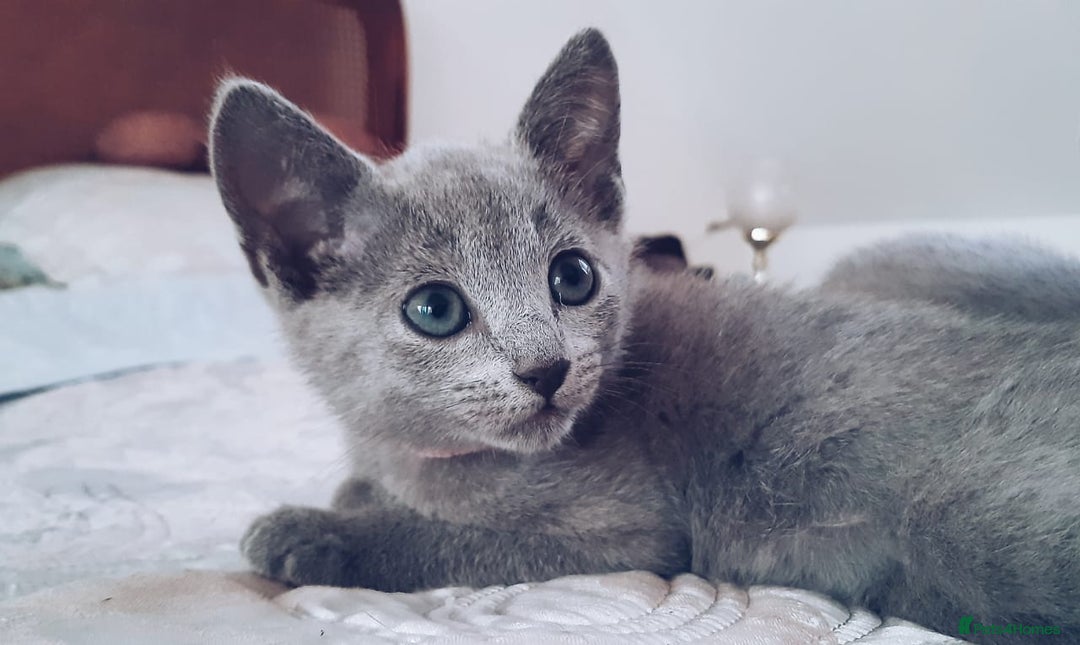Russian Blue cats for sale: Stunning Pedigree Russian Blue kittens  in Coventry - Image 13