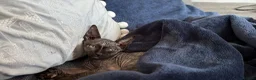 Sphynx cats for sale: 😍 Lovely SPHYNX Kitten 😍 - Advert 4