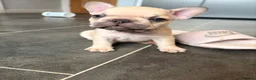 French Bulldog dogs for sale: Beautiful KC Registered French Bulldog Puppies 🐾 - Advert 38