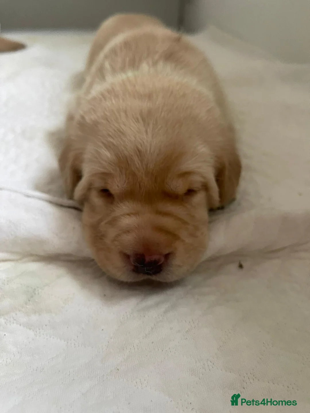 Labrador Retriever dogs for stud: Stunning, well proven KC fox red Lab for stud. in St Albans - Advert 11