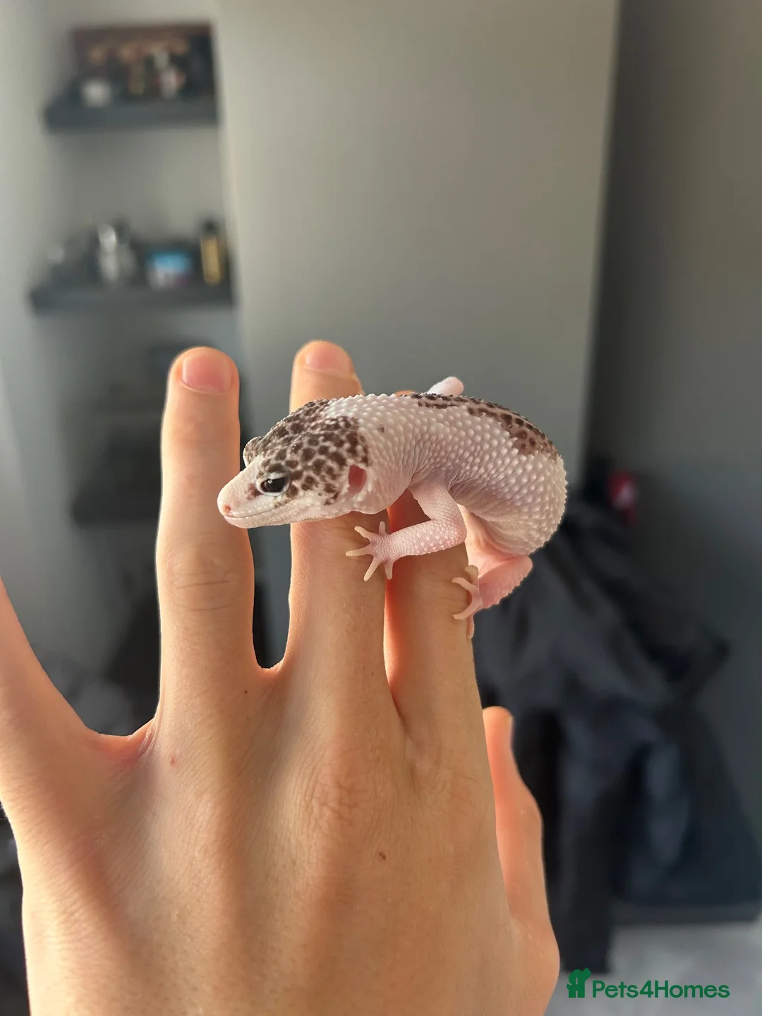Leopard Gecko reptiles for sale: 2 female geckos born around the same time  - Advert 2
