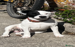 Mixed Breed dogs for sale: Jack Russell 8 months old stunning  - Image 1