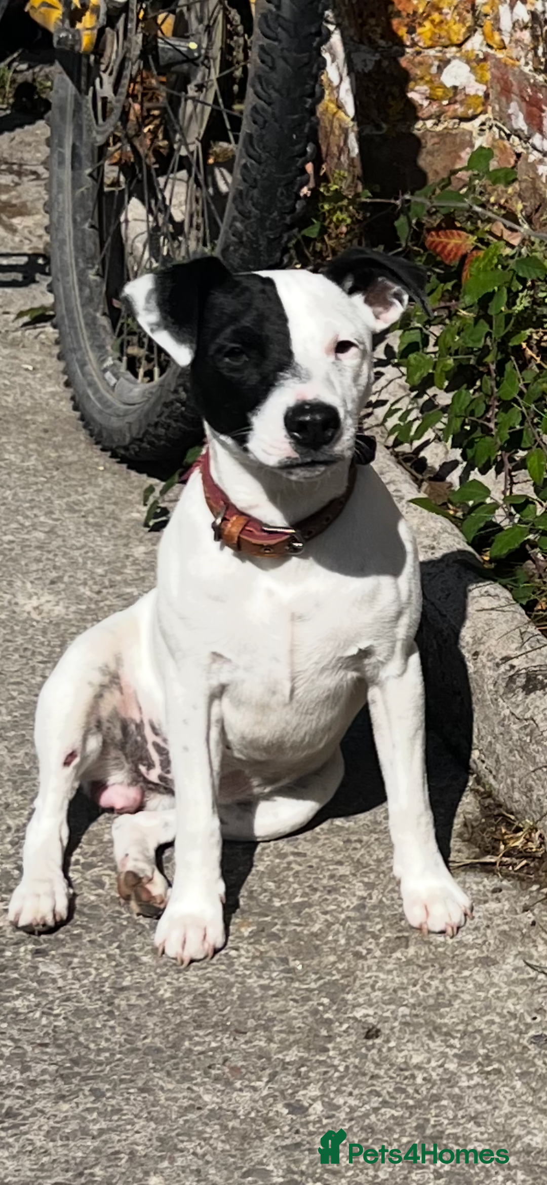 Mixed Breed dogs for sale: Jack Russell 8 months old stunning  - Image 1