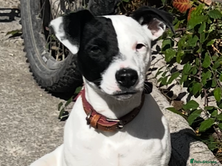 Mixed Breed dogs - Advert 2